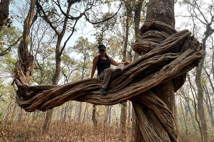 Jungle Towernight Stay: 4-Day Tour in Chitwan National Park
