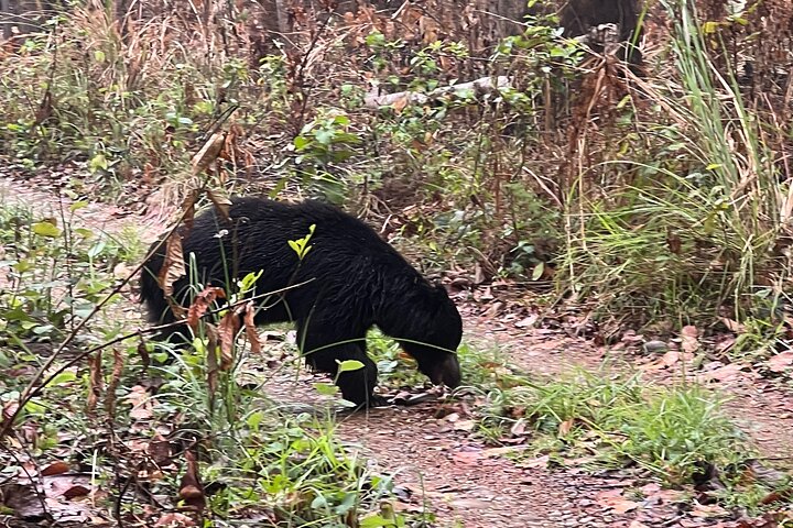 Jungle Towernight Stay: 4-Day Tour in Chitwan National Park