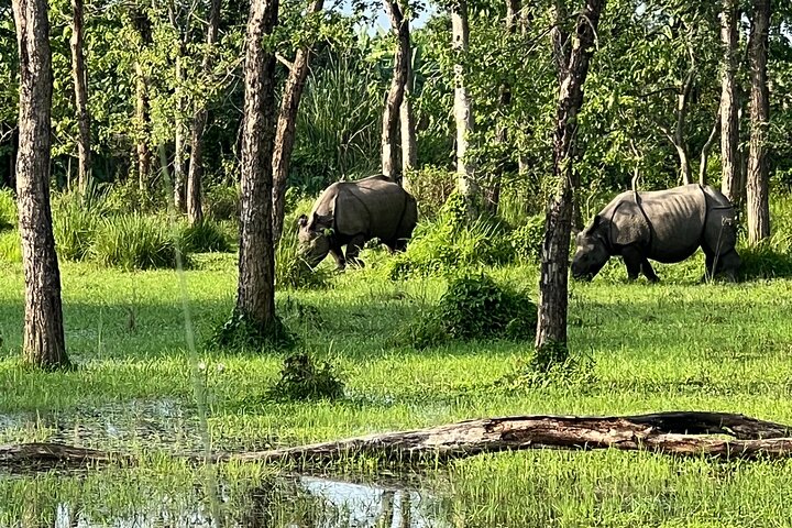 Jungle Towernight Stay: 4-Day Tour in Chitwan National Park