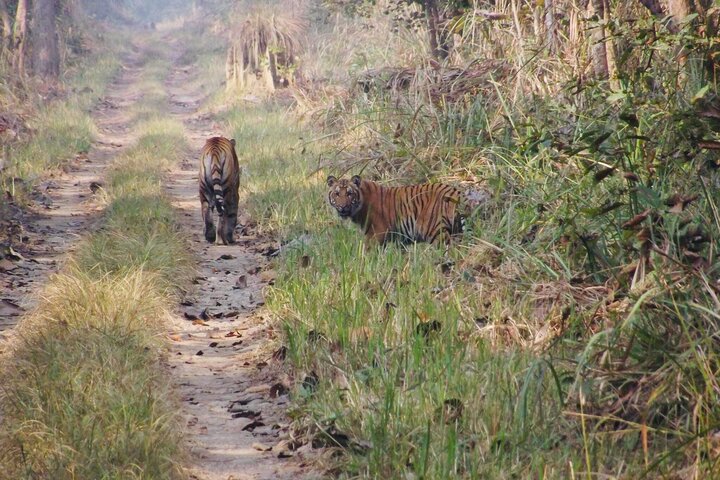 5 Days and 4 Nights Guided Walking Tour in Chitwan National Park