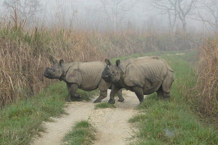 Jungle Towernight Stay: 4-Day Tour in Chitwan National Park