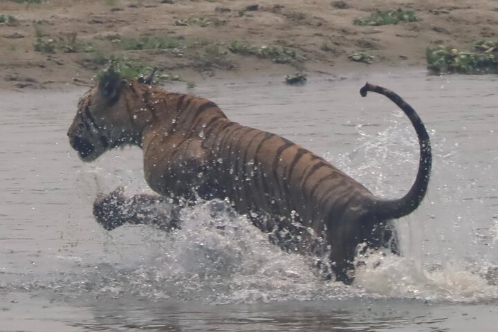 Jungle Towernight Stay: 4-Day Tour in Chitwan National Park