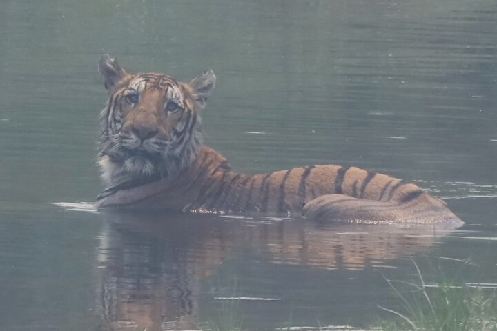 Jungle Towernight Stay: 4-Day Tour in Chitwan National Park