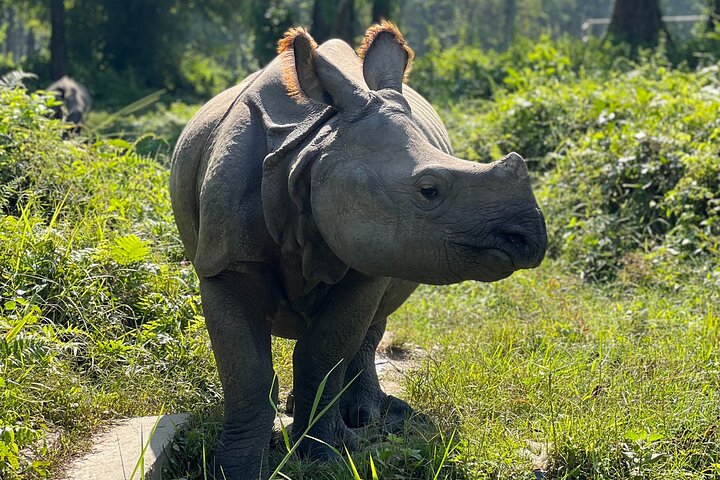 Jungle Towernight Stay: 4-Day Tour in Chitwan National Park