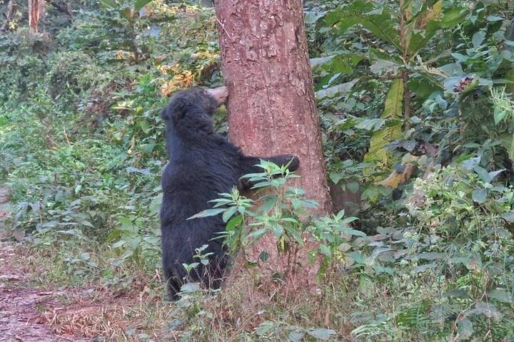 Jungle Towernight Stay In Chitwan National Park ,nepal-2 Nights 3 Days Package
