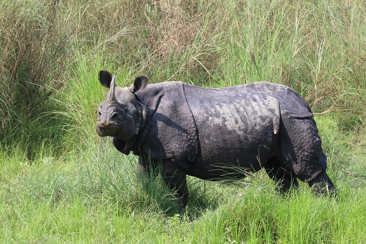Jungle Towernight Stay In Chitwan National Park ,nepal-2 Nights 3 Days Package