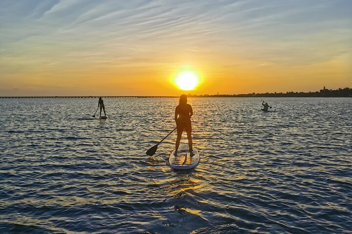 Learn Paddle Board and Explore the Mangroves of Progreso