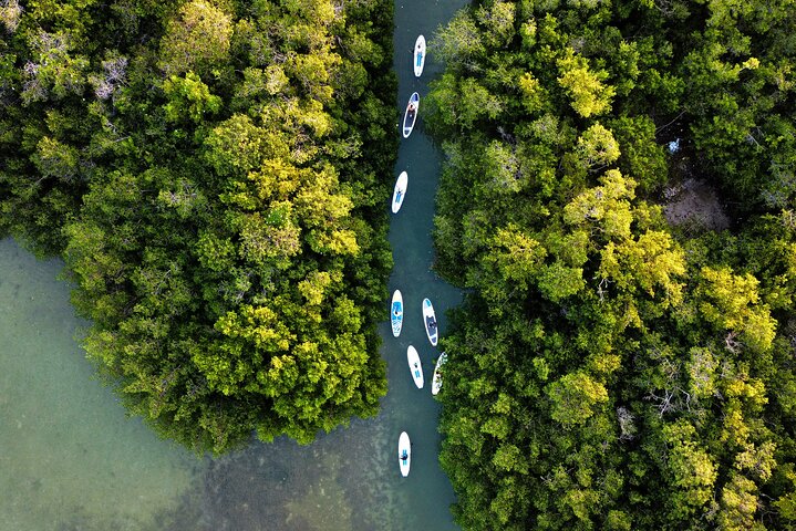 Learn Paddle Board and Explore the Mangroves of Progreso