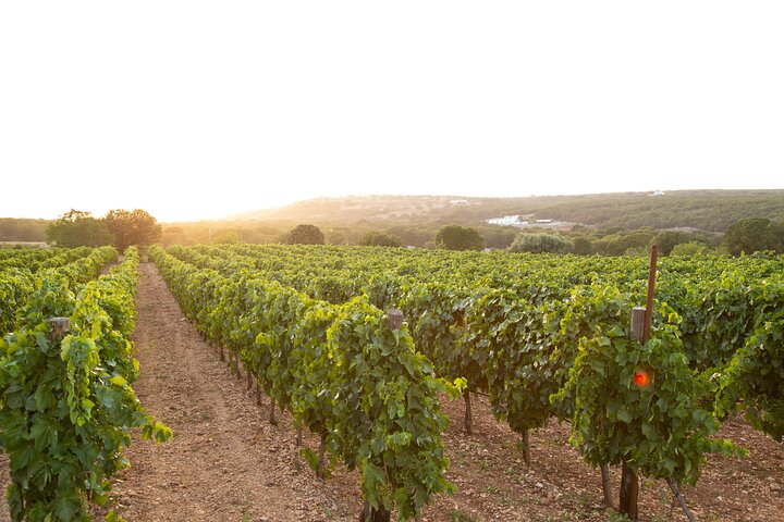 Wine Experience: vineyard, wines and food