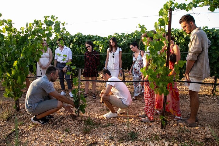 Wine Experience: vineyard, wines and food