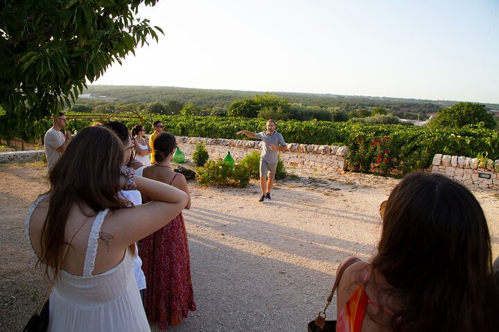 Wine Experience: vineyard, wines and food