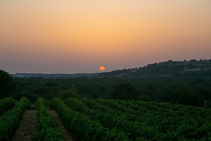 Wine Experience: vineyard, wines and food