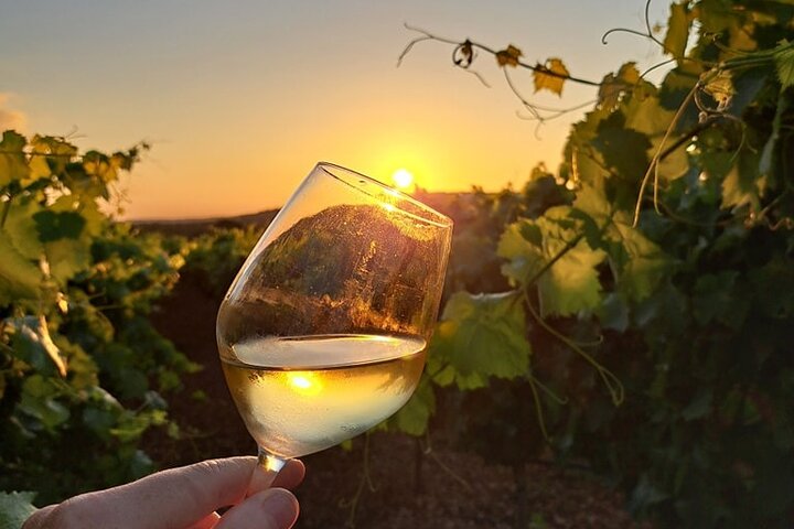 Wine Experience: vineyard, wines and food