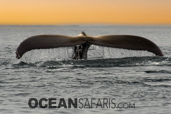 Ocean Safaris Whale Watching semi-private limited to 6 people max