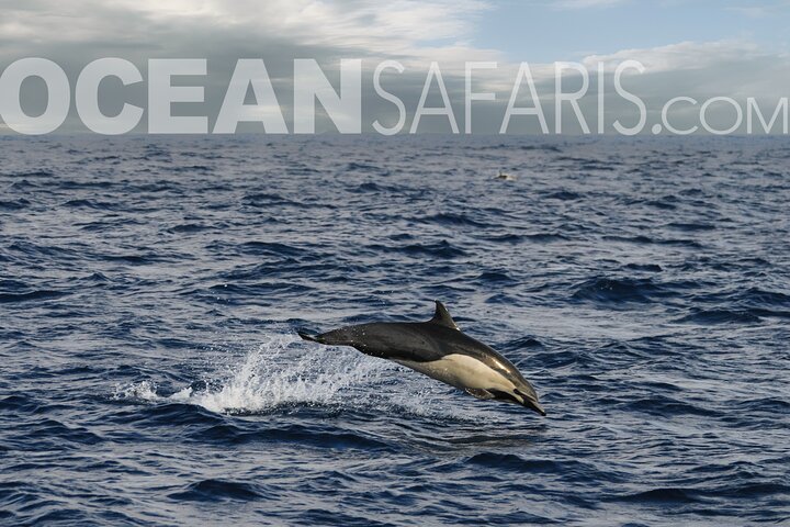 Ocean Safaris Whale Watching semi-private limited to 6 people max