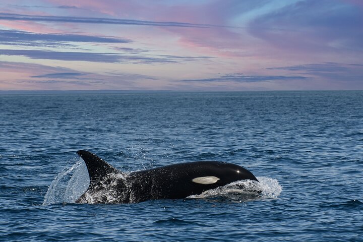 Ocean Safaris Whale Watching semi-private limited to 6 people max