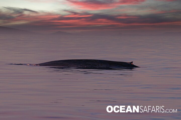 Ocean Safaris Whale Watching semi-private limited to 6 people max