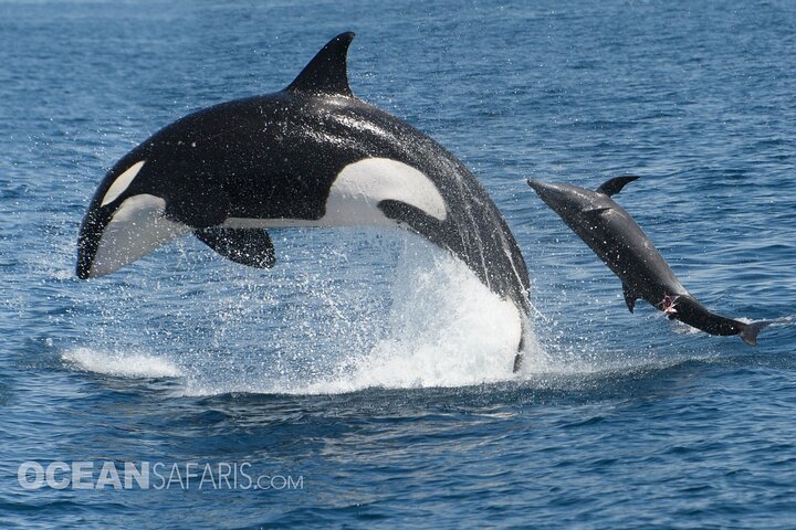 Ocean Safaris Whale Watching semi-private limited to 6 people max