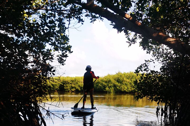 Learn Paddle Board and Explore the Mangroves of Progreso