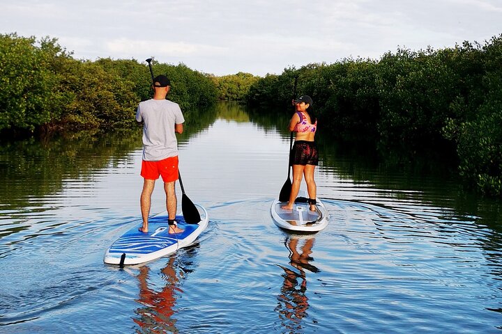 Learn Paddle Board and Explore the Mangroves of Progreso