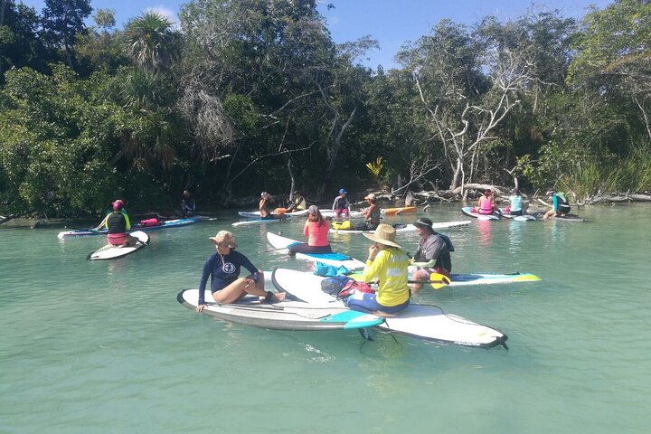 Learn Paddle Board and Explore the Mangroves of Progreso