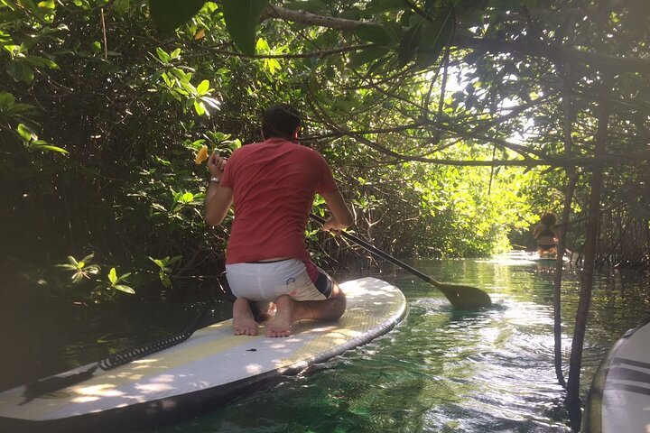 Learn Paddle Board and Explore the Mangroves of Progreso