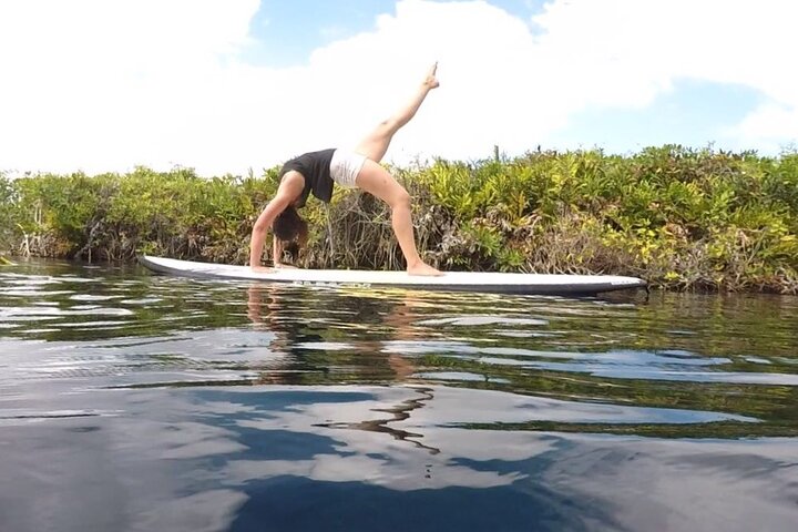 Learn Paddle Board and Explore the Mangroves of Progreso