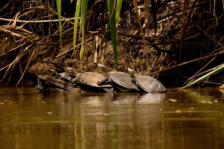 Tambopata. Sandoval lake and parrot clay lick, 3 days 2 nights