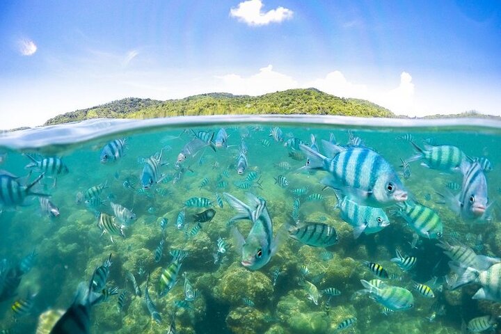 Pig Island Tour by Speedboat with Snorkeling
