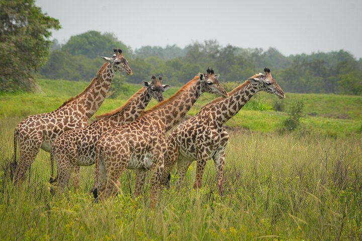 The best Selous 1 day safari from Zanzibar