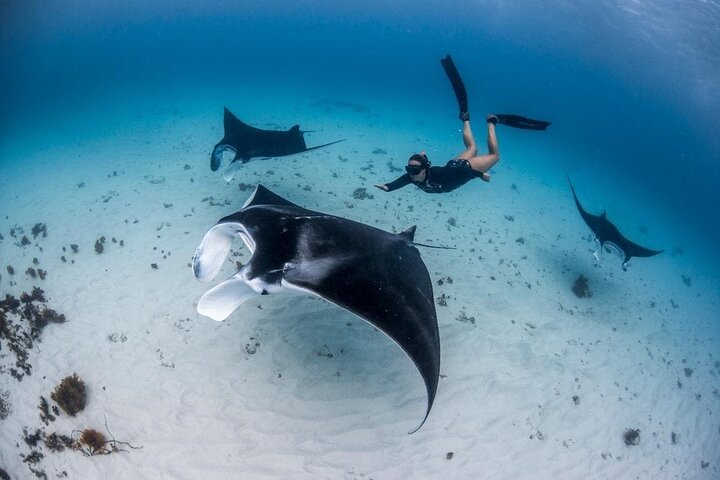 Nusa Penida West Tour + (3 Spots Snorkeling) Manta Rays