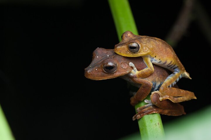 4-Day All-Inclusive Amazon Adventure: Explore Napo's Rainforest