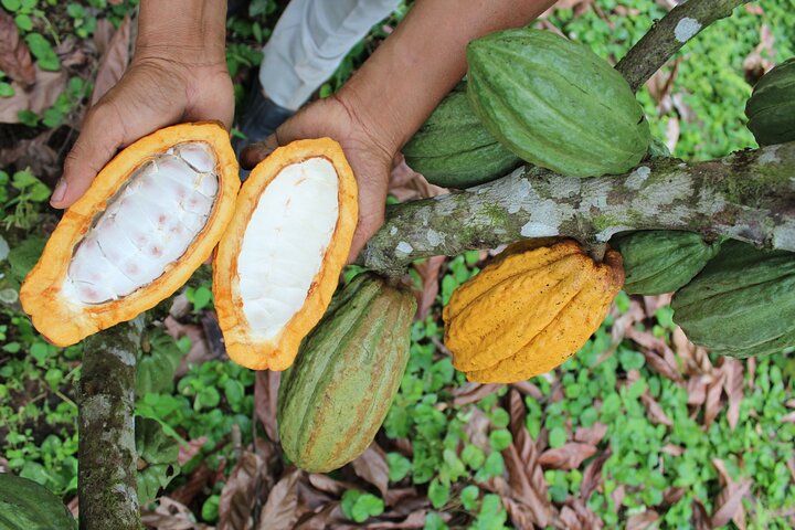 Tropical Escape: 3 Days Amazon Rainforest Tour from Quito