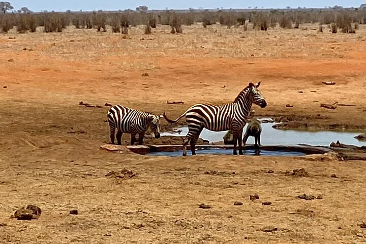 Tsavo East & Taita Salt Lick Lodge: 3-Day Guided Safari Adventure