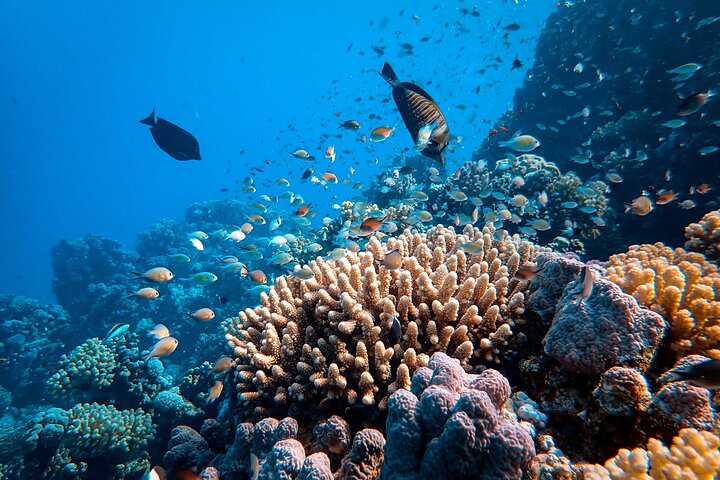 Private Boat Rental in Sharm El Sheikh
