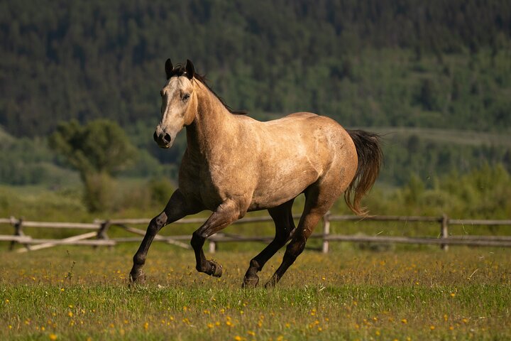 Horseback Riding with Grand Teton Views in Jackson Hole