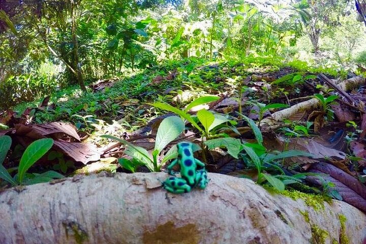 Rio Celeste Combo: River Tubing+Blue Waterfall+Exotic Wildlife