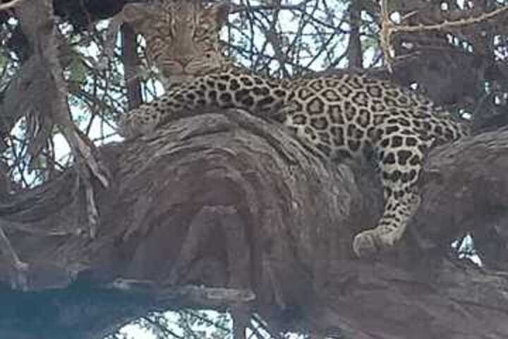 2-Day Taita Hills Salt Lick Lodge Sanctuary Safari Adventure