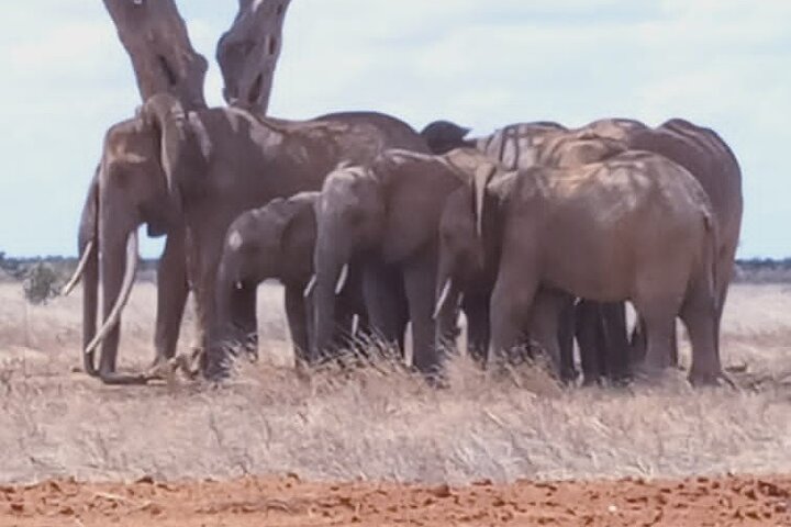 2 Days Tsavo East and Ngutuni Sanctuary.