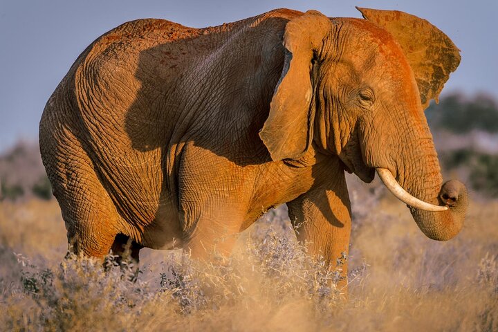 2 Days Tsavo East and Ngutuni Sanctuary.