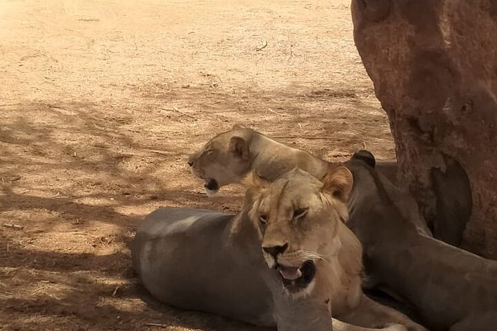 3 Days Tsavo East & West Safari.