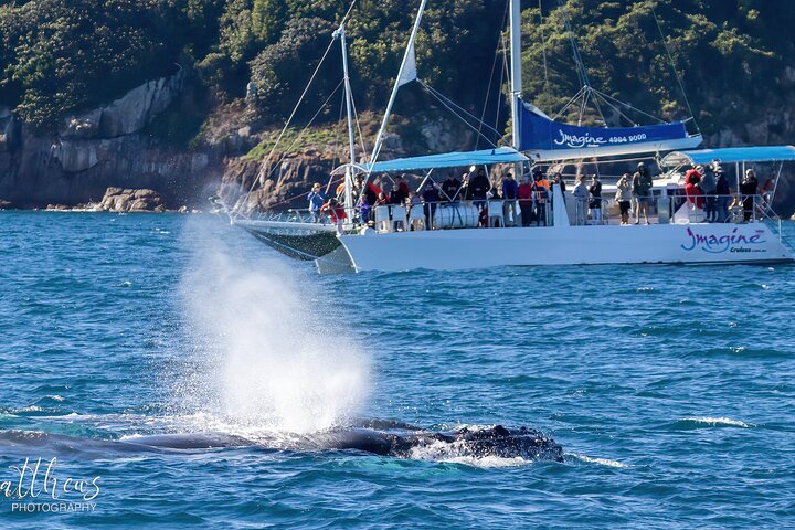 Port Stephens 3 Hour Whale and Dolphin Watch Cruise