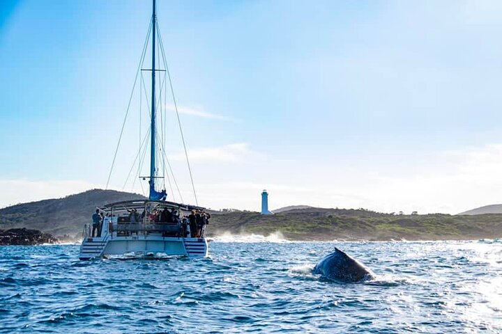 Port Stephens 3 Hour Whale and Dolphin Watch Cruise