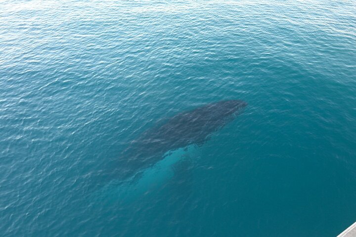 AOC Whale Watching from Broome
