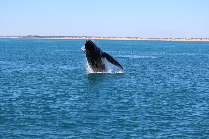 AOC Whale Watching from Broome