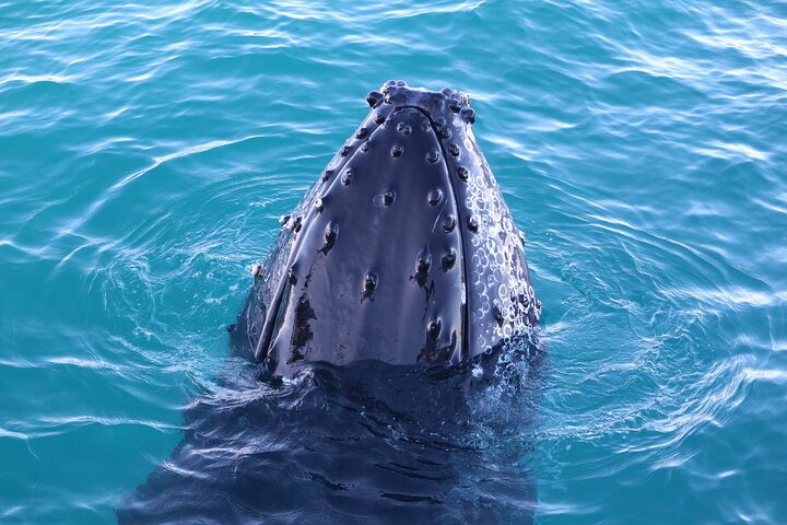 AOC Whale Watching from Broome