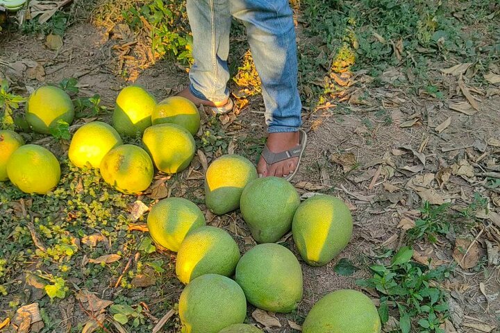 4 hours taking tuk tuk to see Mekong dolphins and countryside