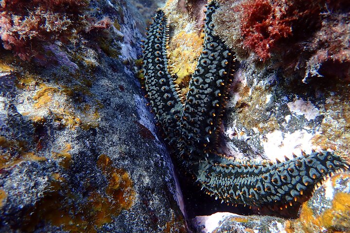 Discover Scuba Diving in Lanzarote (Costa Teguise)