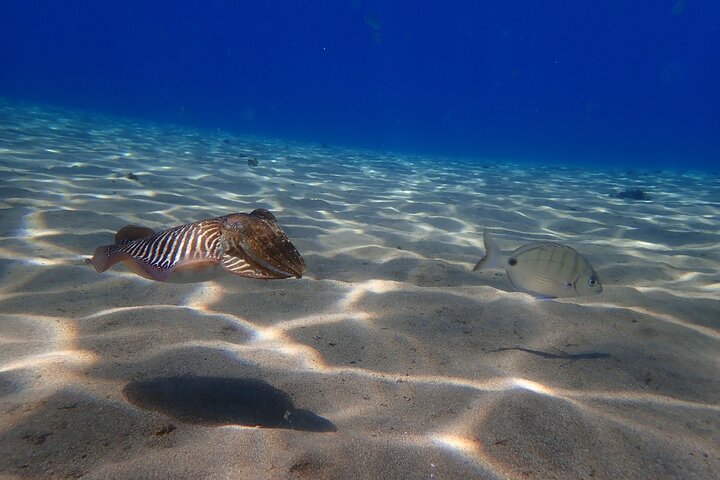 Discover Scuba Diving in Lanzarote (Costa Teguise)