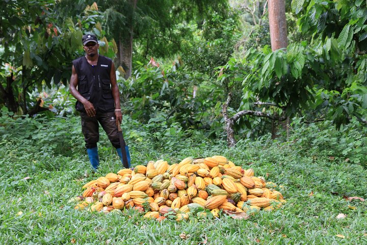 Cacao Road Excursion: plantations, processes, tasting and culture
